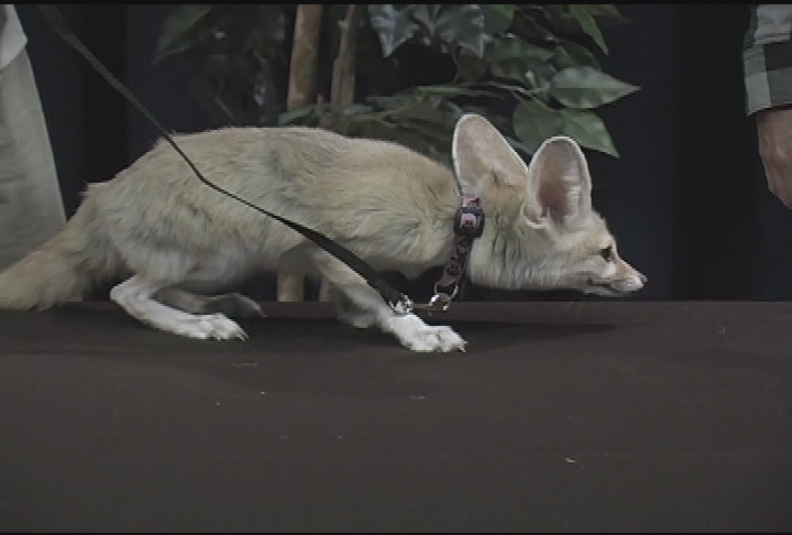 Wildlife Encounters