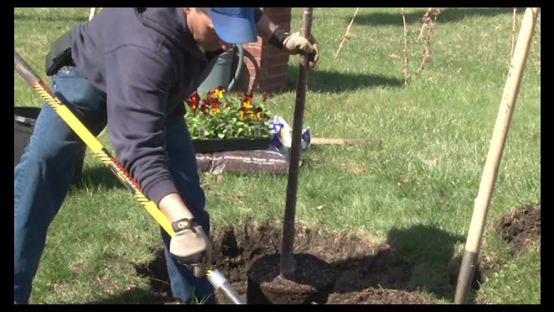 Tree Planting Tips on Arbor Day