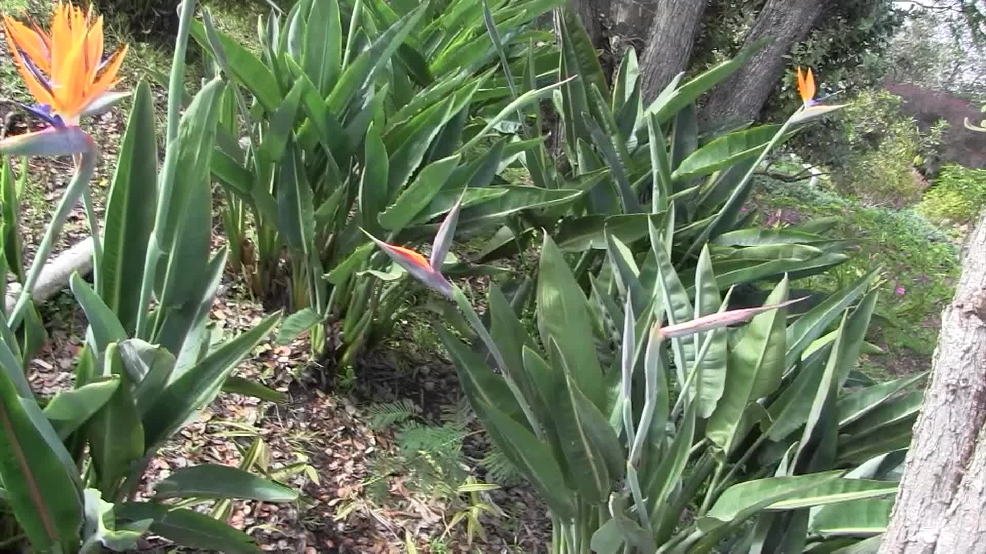 Thumbnail image for Around the Garden with Jimmy K