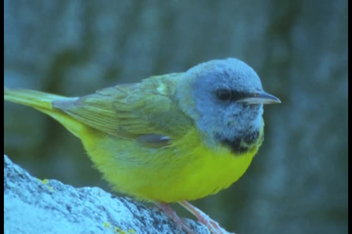 Birds of New Hampshire presented by Eric Masterson